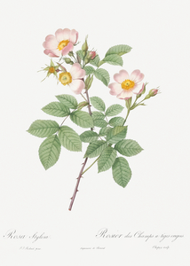 Beautiful field rose