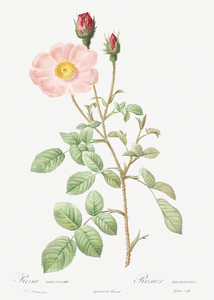 Vintage Musk rose
