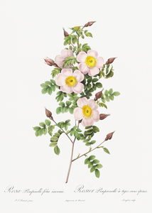 Vintage thornless Burnet rose
