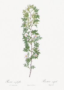 Burgundy cabbage rose in bloom