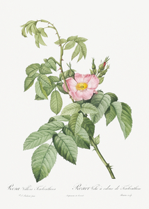 Pink apple rose in bloom