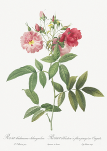 Hudson rose in bloom