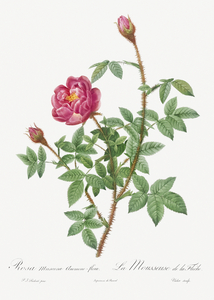 Anemone flowered rose