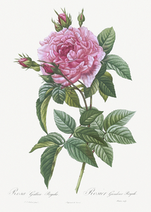 Vintage cabbage rose poster