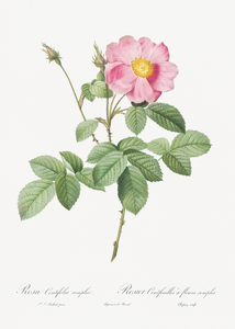 Vintage cabbage rose poster