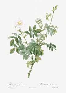 Les Roses  Redout√© 155