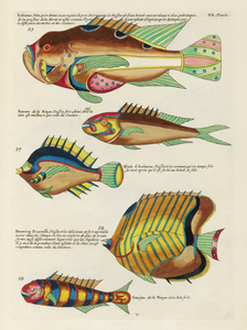 Colourful and surreal illustrations of fishes found in Moluccas Indonesia and the East Indies by Louis Renard 1678 -1746 from Histoire naturelle des plus rares curiositez de la mer des Indes 1754.