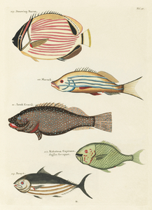 Colourful and surreal illustrations of fishes found in Moluccas Indonesia and the East Indies by Louis Renard 1678 -1746 from Histoire naturelle des plus rares curiositez de la mer des Indes 1754.