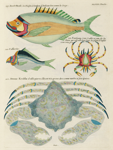 Colourful and surreal illustrations of fishes found in Moluccas Indonesia and the East Indies by Louis Renard 1678 -1746 from Histoire naturelle des plus rares curiositez de la mer des Indes 1754.