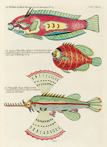 Colourful and surreal illustrations of fishes found in Moluccas Indonesia and the East Indies by Louis Renard 1678 -1746 from Histoire naturelle des plus rares curiositez de la mer des Indes 1754.