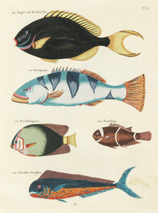 Colourful and surreal illustrations of fishes found in Moluccas Indonesia and the East Indies by Louis Renard 1678 -1746 from Histoire naturelle des plus rares curiositez de la mer des Indes 1754.
