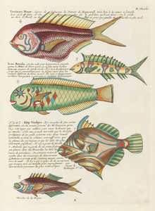 Colourful and surreal illustrations of fishes found in Moluccas Indonesia and the East Indies by Louis Renard 1678 -1746 from Histoire naturelle des plus rares curiositez de la mer des Indes 1754.