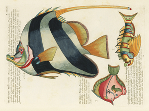 Colourful and surreal illustrations of fishes found in Moluccas Indonesia and the East Indies by Louis Renard 1678 -1746 from Histoire naturelle des plus rares curiositez de la mer des Indes 1754.