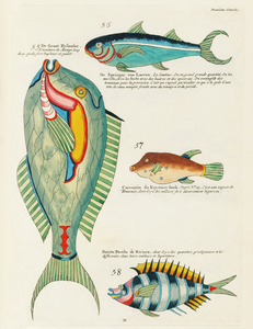 Colourful and surreal illustrations of fishes found in Moluccas Indonesia and the East Indies by Louis Renard 1678 -1746 from Histoire naturelle des plus rares curiositez de la mer des Indes 1754.