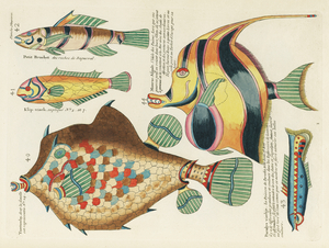 Colourful and surreal illustrations of fishes found in Moluccas Indonesia and the East Indies by Louis Renard 1678 -1746 from Histoire naturelle des plus rares curiositez de la mer des Indes 1754.