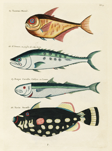 Colourful and surreal illustrations of fishes found in Moluccas Indonesia and the East Indies by Louis Renard 1678 -1746 from Histoire naturelle des plus rares curiositez de la mer des Indes 1754.