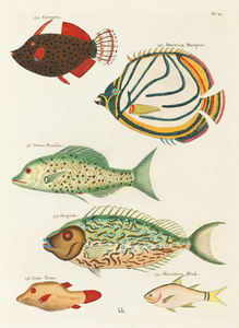 Colourful and surreal illustrations of fishes found in Moluccas Indonesia and the East Indies by Louis Renard 1678 -1746 from Histoire naturelle des plus rares curiositez de la mer des Indes 1754.