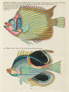 Colourful and surreal illustrations of fishes found in Moluccas Indonesia and the East Indies by Louis Renard 1678 -1746 from Histoire naturelle des plus rares curiositez de la mer des Indes 1754.