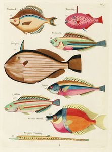 Colourful and surreal illustrations of fishes found in Moluccas Indonesia and the East Indies by Louis Renard 1678 -1746 from Histoire naturelle des plus rares curiositez de la mer des Indes 1754.