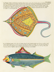 Colourful and surreal illustrations of fishes found in Moluccas Indonesia and the East Indies by Louis Renard 1678 -1746 from Histoire naturelle des plus rares curiositez de la mer des Indes 1754.