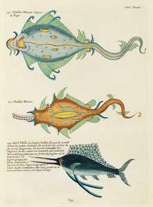 Colourful and surreal illustrations of fishes found in Moluccas Indonesia and the East Indies by Louis Renard 1678 -1746 from Histoire naturelle des plus rares curiositez de la mer des Indes 1754.