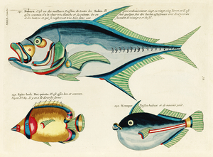 Colourful and surreal illustrations of fishes found in Moluccas Indonesia and the East Indies by Louis Renard 1678 -1746 from Histoire naturelle des plus rares curiositez de la mer des Indes 1754.