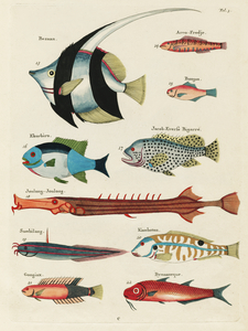 Colourful and surreal illustrations of fishes found in Moluccas Indonesia and the East Indies by Louis Renard 1678 -1746 from Histoire naturelle des plus rares curiositez de la mer des Indes 1754.