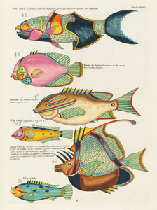 Colourful and surreal illustrations of fishes found in Moluccas Indonesia and the East Indies by Louis Renard 1678 -1746 from Histoire naturelle des plus rares curiositez de la mer des Indes 1754.