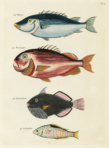 Colourful and surreal illustrations of fishes found in Moluccas Indonesia and the East Indies by Louis Renard 1678 -1746 from Histoire naturelle des plus rares curiositez de la mer des Indes 1754.