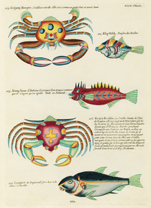 Colourful and surreal illustrations of fishes and crabs found in Moluccas Indonesia and the East Indies by Louis Renard 1678 -1746 from Histoire naturelle des plus rares curiositez de la mer des Indes 1754.