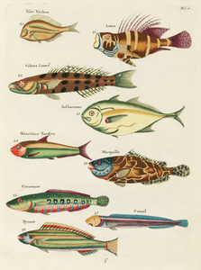 Colourful and surreal illustrations of fishes found in Moluccas Indonesia and the East Indies by Louis Renard 1678 -1746 from Histoire naturelle des plus rares curiositez de la mer des Indes 1754.