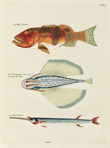 Colourful and surreal illustrations of fishes found in Moluccas Indonesia and the East Indies by Louis Renard 1678 -1746 from Histoire naturelle des plus rares curiositez de la mer des Indes 1754.