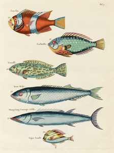 Colourful and surreal illustrations of fishes found in Moluccas Indonesia and the East Indies by Louis Renard 1678 -1746 from Histoire naturelle des plus rares curiositez de la mer des Indes 1754.