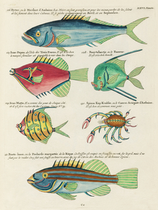 Colourful and surreal illustrations of fishes found in Moluccas Indonesia and the East Indies by Louis Renard 1678 -1746 from Histoire naturelle des plus rares curiositez de la mer des Indes 1754.