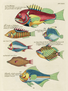 Colourful and surreal illustrations of fishes found in Moluccas Indonesia and the East Indies by Louis Renard 1678 -1746 from Histoire naturelle des plus rares curiositez de la mer des Indes 1754.
