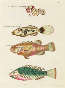 Colourful and surreal illustrations of fishes and sea horse found in Moluccas Indonesia and the East Indies by Louis Renard 1678 -1746 from Histoire naturelle des plus rares curiositez de la mer des Indes 1754.