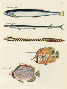 Colourful and surreal illustrations of fishes found in Moluccas Indonesia and the East Indies by Louis Renard 1678 -1746 from Histoire naturelle des plus rares curiositez de la mer des Indes 1754.
