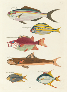 Colourful and surreal illustrations of fishes found in Moluccas Indonesia and the East Indies by Louis Renard 1678 -1746 from Histoire naturelle des plus rares curiositez de la mer des Indes 1754.