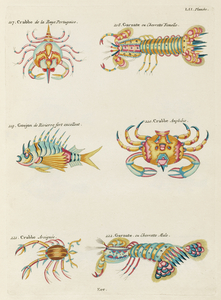 Colourful and surreal illustrations of crabs and lobster found in Moluccas Indonesia and the East Indies by Louis Renard 1678 -1746 from Histoire naturelle des plus rares curiositez de la mer des Indes 1754.