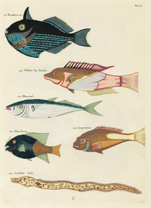 Colourful and surreal illustrations of fishes found in Moluccas Indonesia and the East Indies by Louis Renard 1678 -1746 from Histoire naturelle des plus rares curiositez de la mer des Indes 1754.