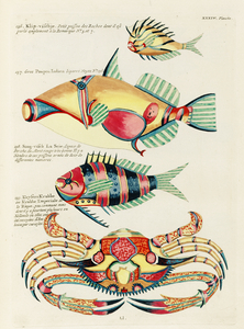 Colourful and surreal illustrations of fishes and crab found in the Indian and Pacific Oceans by Louis Renard 1678 -1746 from Histoire naturelle des plus rares curiositez de la mer des Indes 1754.