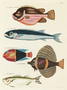 Colourful and surreal illustrations of fishes found in Moluccas Indonesia and the East Indies by Louis Renard 1678 -1746 from Histoire naturelle des plus rares curiositez de la mer des Indes 1754.