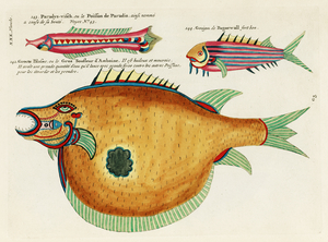Colourful and surreal illustrations of fishes found in Moluccas Indonesia and the East Indies by Louis Renard 1678 -1746 from Histoire naturelle des plus rares curiositez de la mer des Indes 1754.