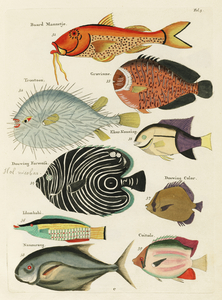 Colourful and surreal illustrations of fishes found in Moluccas Indonesia and the East Indies by Louis Renard 1678 -1746 from Histoire naturelle des plus rares curiositez de la mer des Indes 1754.