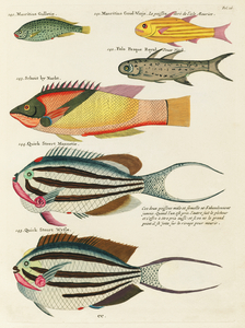 Colourful and surreal illustrations of fishes found in Moluccas Indonesia and the East Indies by Louis Renard 1678 -1746 from Histoire naturelle des plus rares curiositez de la mer des Indes 1754.