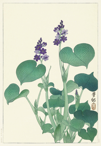 Blooming hosta 1920 - 1930 by Ohara Koson 1877-1945.