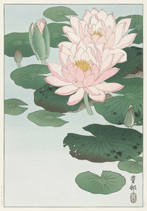 Water Lily 1920 - 1930 by Ohara Koson 1877-1945.
