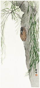 Cicada on tree 1900 - 1936 by Ohara Koson 1877-1945.