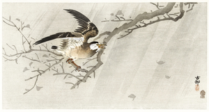 Gray starling in storm 1900 - 1910 by Ohara Koson 1877-1945.
