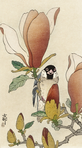 Sparrow on blooming magnolia branch 1900 - 1930 by Ohara Koson 1877-1945.